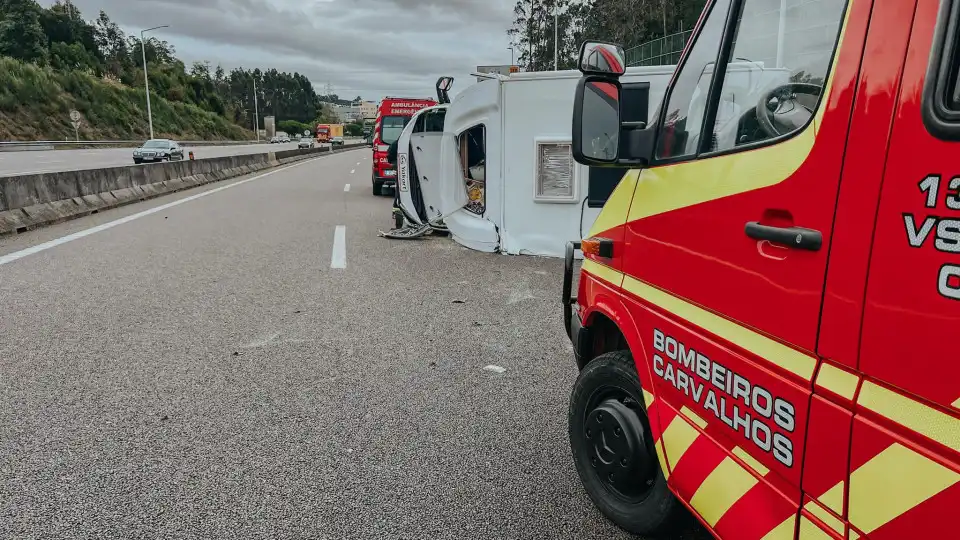 Gata desaparece em acidente em plena A1 e aparece ilesa 45 minutos depois