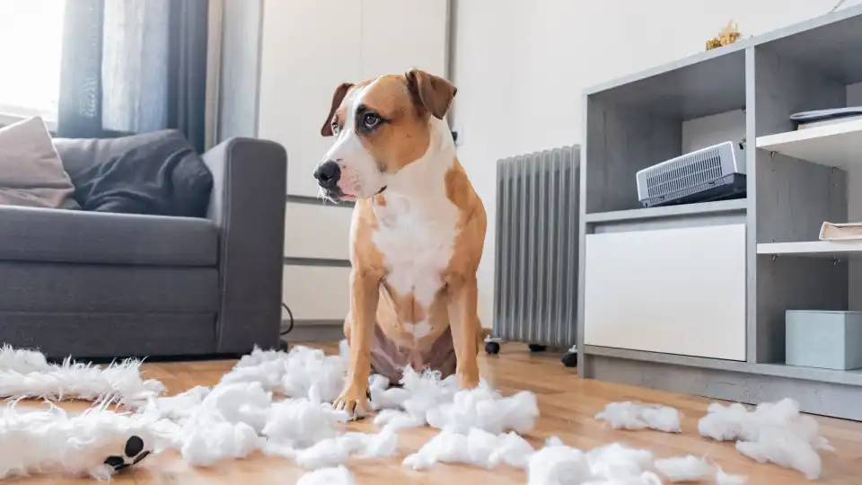 Se o seu cão rói tudo em casa, vai gostar de conhecer esta dica