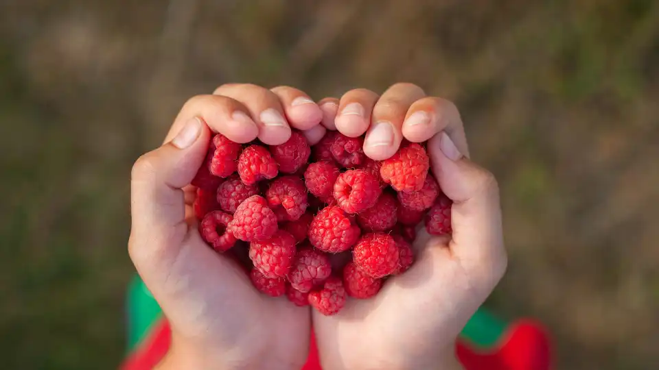 Nove alimentos ricos em fibra que tem de ter sempre na lista de compras