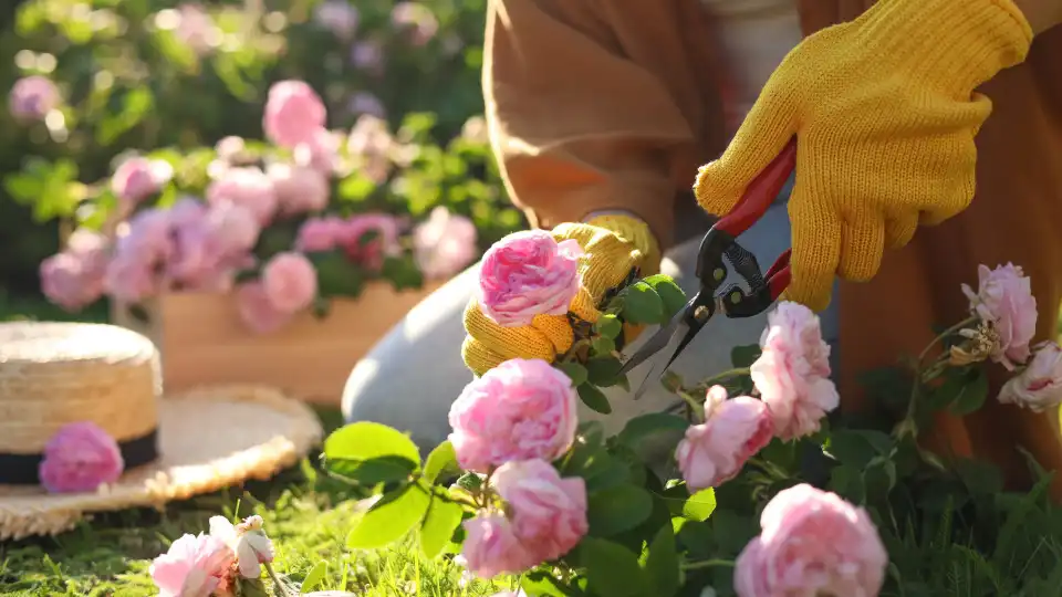 Erros que deve (mesmo) evitar ao podar as plantas 