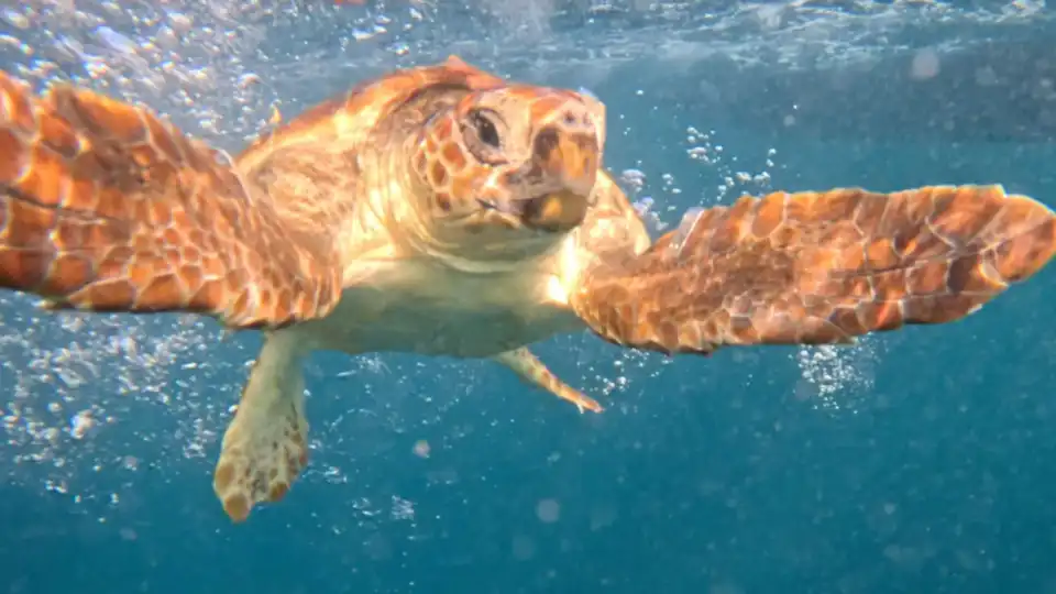 Devolvidas ao mar duas tartarugas reabilitadas no Zoomarine. Eis as fotos