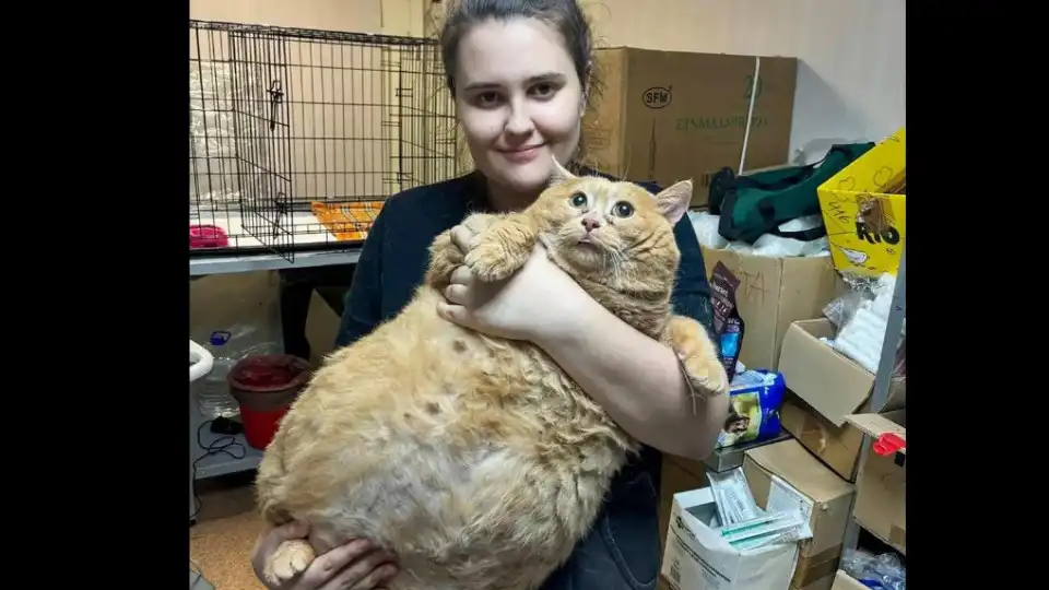 Gato mais gordo do mundo morre após entrar em campo de emagrecimento