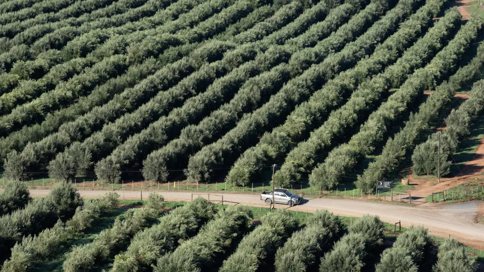 Relatório indica aumento de produção de milho e feijão em Cabo Verde