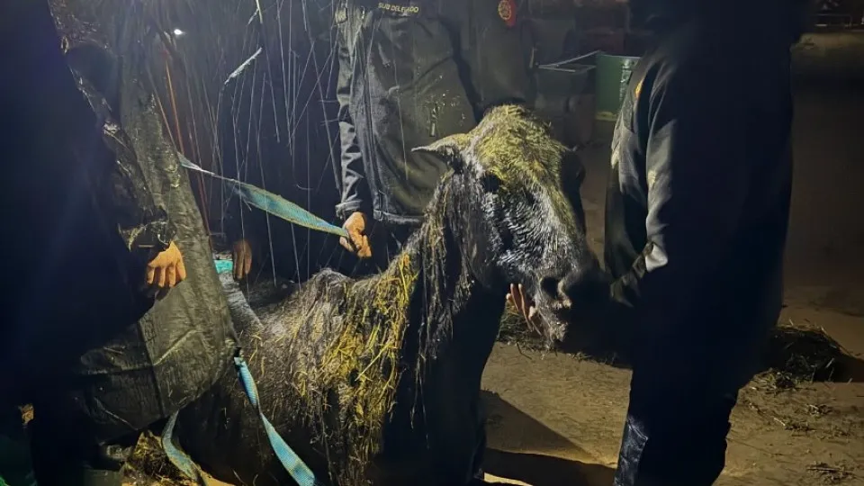 IRA passou horas a resgatar cavalo em Valência. Animal acabou por morrer