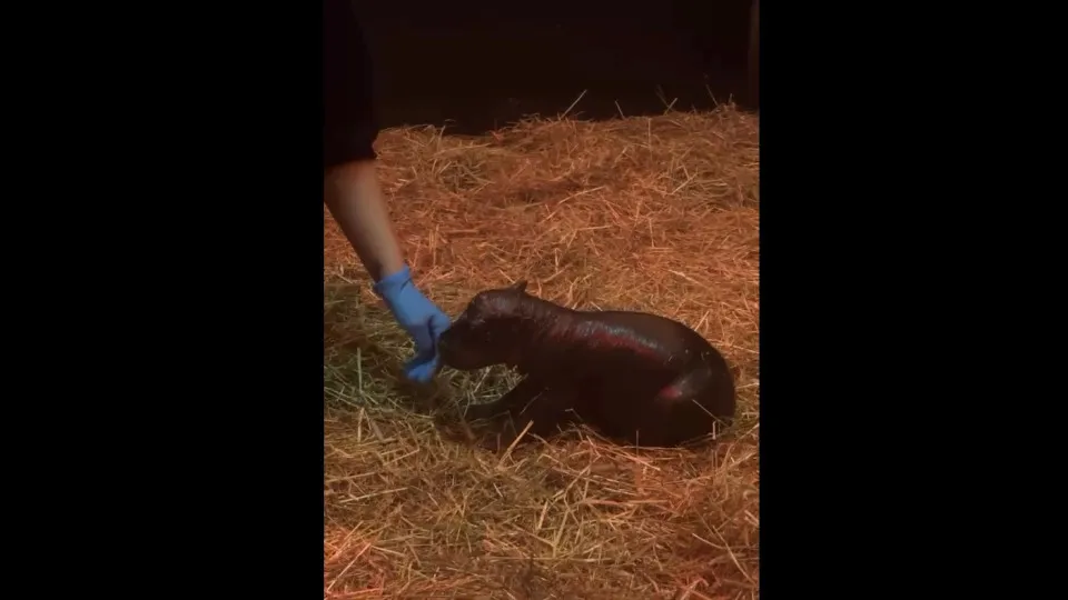 "Moo Deng? Quem?" Zoo de Edimburgo apresenta cria de hipopótamo-pigmeu