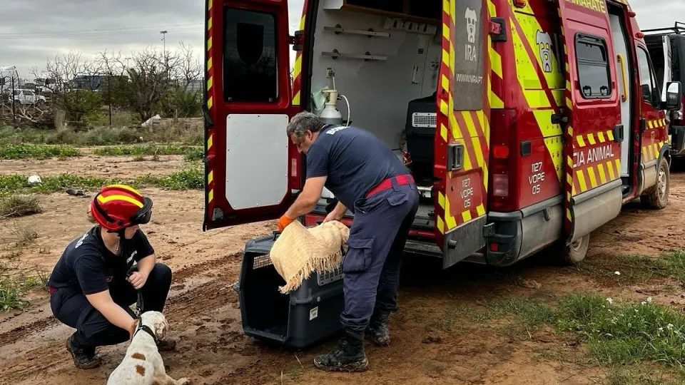 Bombeiros de Camarate estão de volta. Resgataram 32 animais em Valência