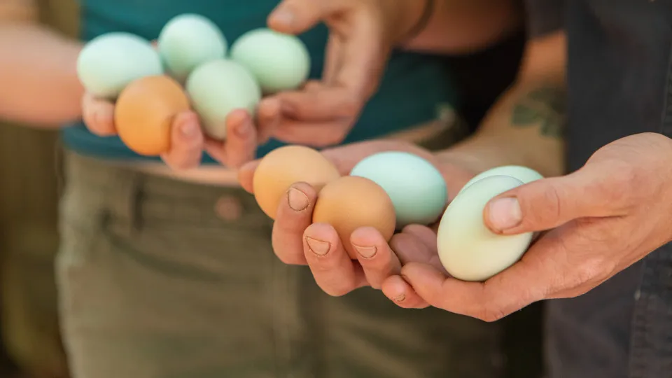 O que surgiu 1.º, o ovo ou a galinha? Estudo suíço arriscou resposta