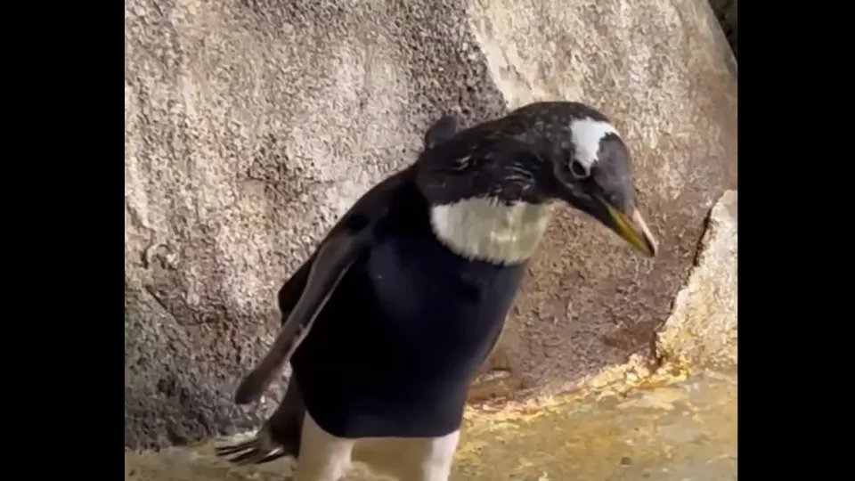 Eis Bridget, a pinguim de 37 anos que se mantém quente graças a este fato