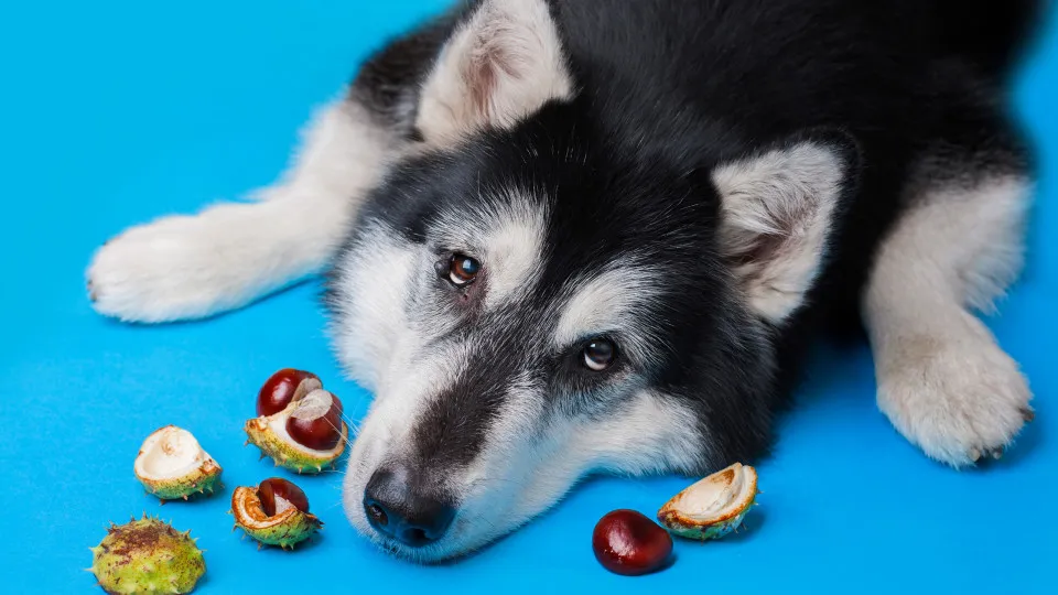 Será que o seu cão pode comer castanhas assadas? 