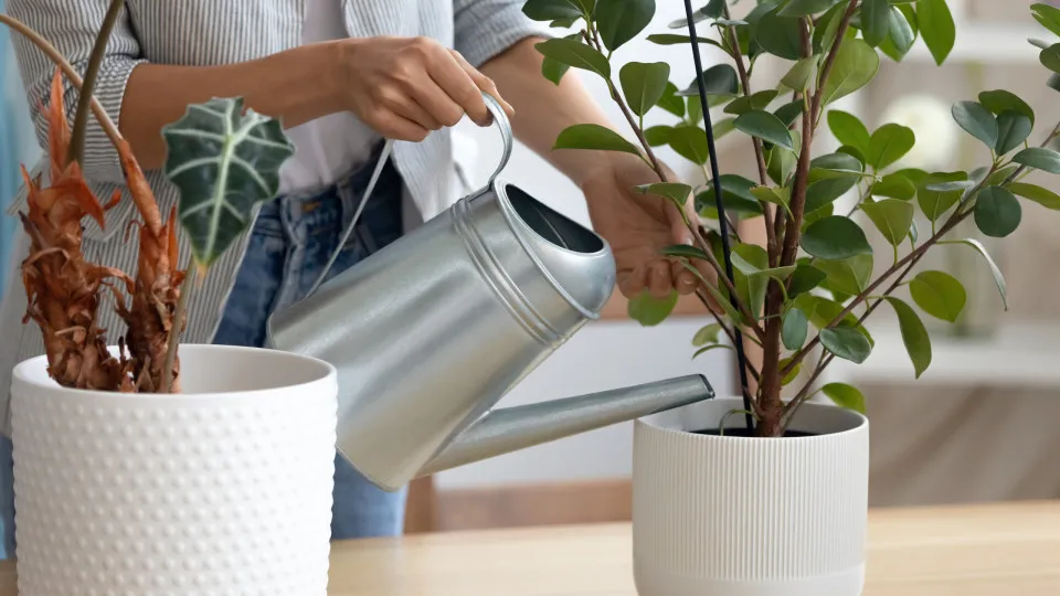 É necessário regar as plantas com menos frequência no inverno? 