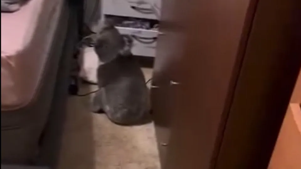 Um koala no quarto? Aconteceu na Austrália. Ora veja