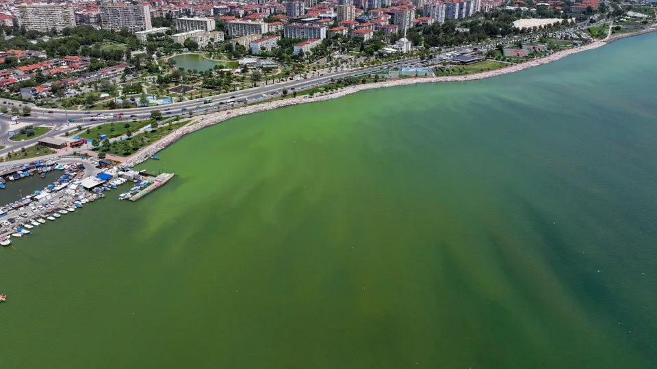 Plâncton marinho terá dificuldade em sobreviver ao aquecimento global