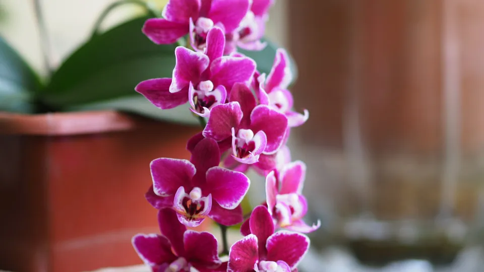 Salve as suas orquídeas da 'morte certa' com a ajuda de canela e mel