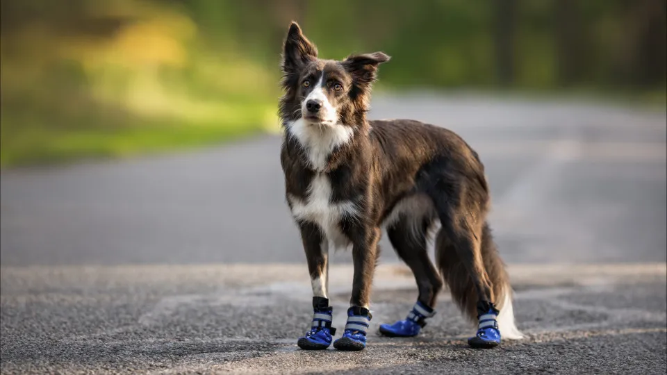 Deve (ou não) calçar os cães para passear nos dias frios? 