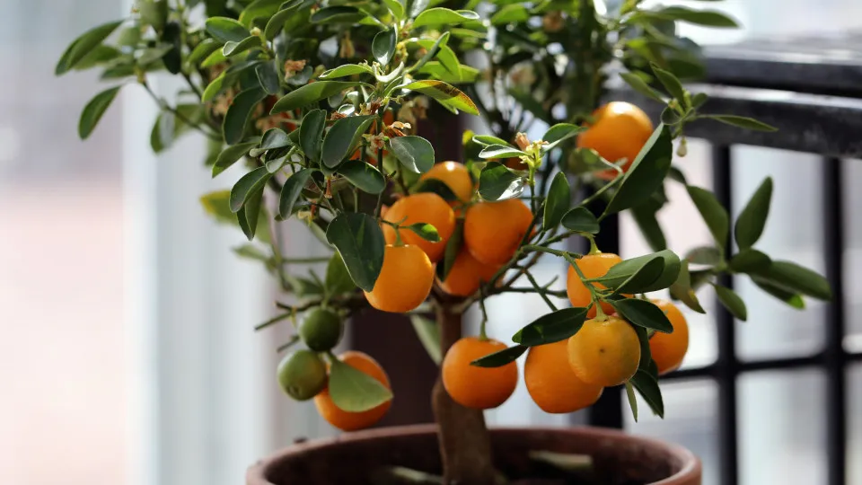 Cinco árvores de fruto que pode ter em vasos (e até dentro de casa)