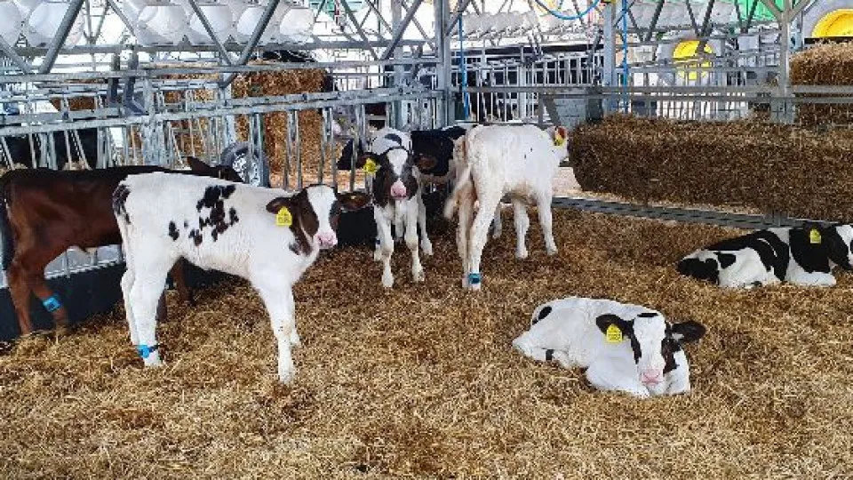 Conheça Hilda, a vaca criada para combater as alterações climáticas