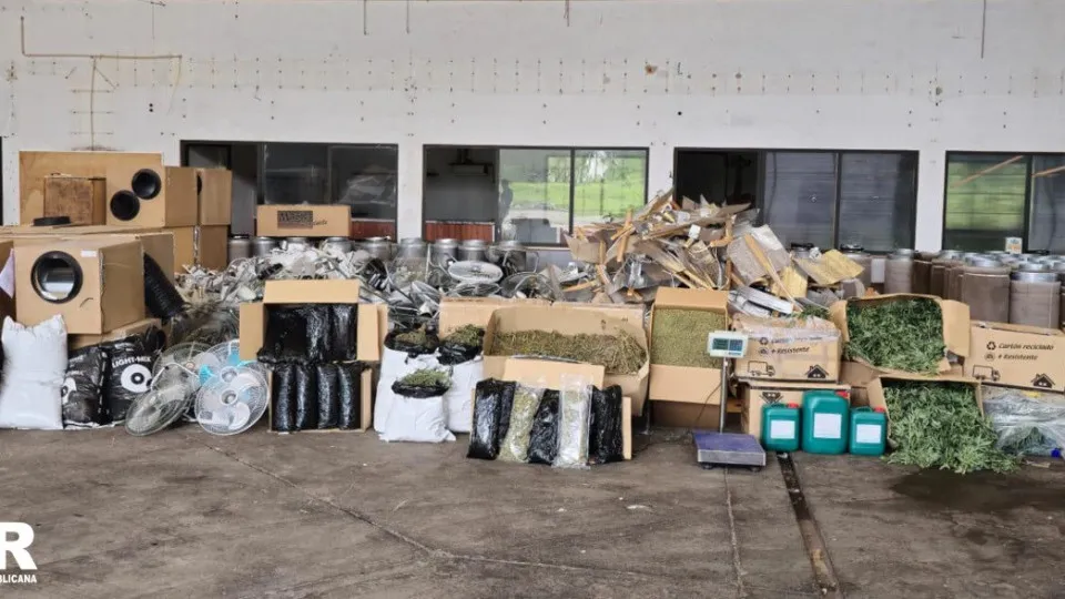 GNR desmantela 'fábrica' de produção de canábis em Santarém