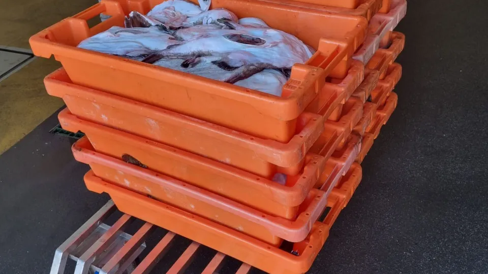 Lagoa. Cerca de 235 kg de tamboril apreendidos no porto de Pesca do Arade