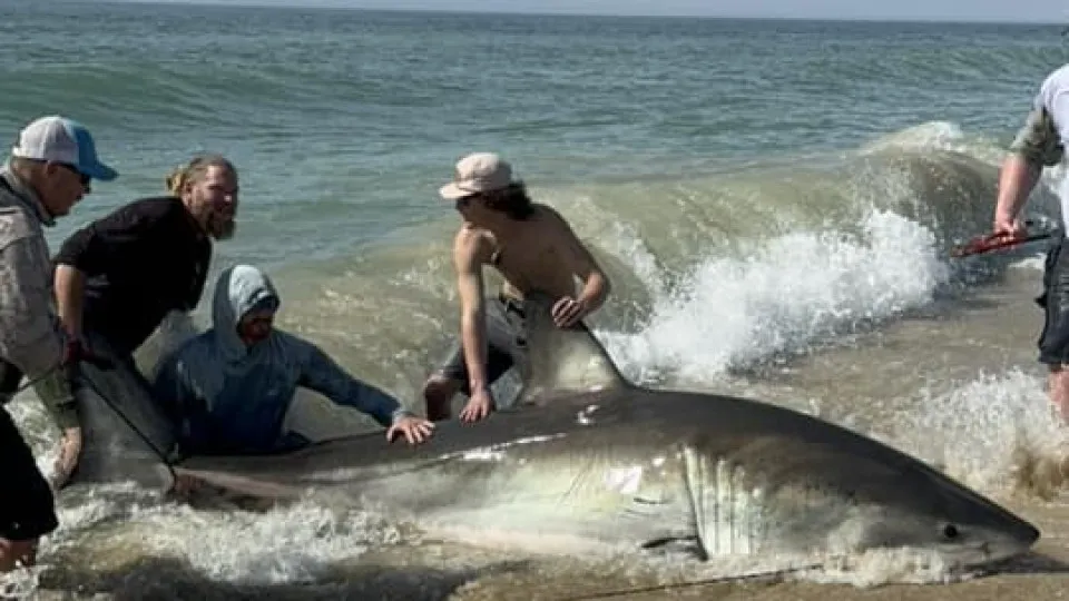 Amigos 'lutam' meia hora com tubarão branco para devolvê-lo ao mar
