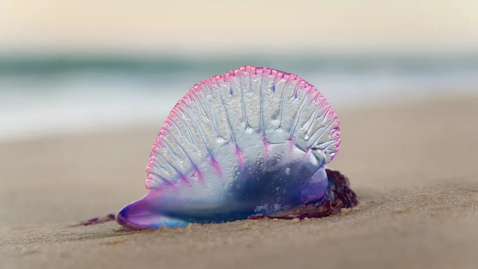 IPMA alerta para Caravelas Portuguesas em praias de Sintra até ao Algarve