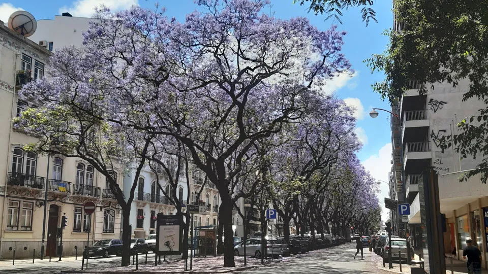 Mais de 30 mil já assinaram petição contra abate de jacarandás em Lisboa