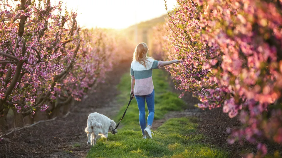 Primavera 'esconde' perigo para os cães. Cuidado com esta flor tóxica