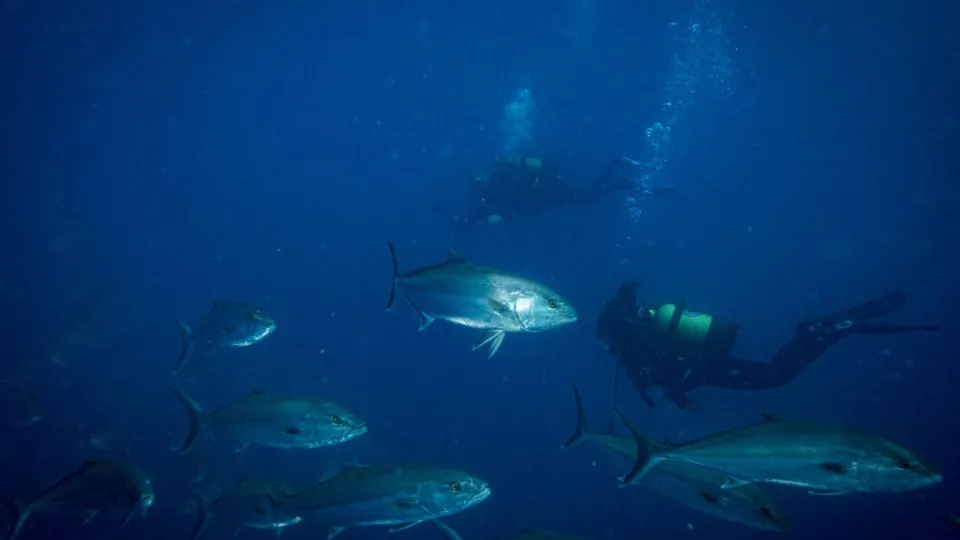 Associação Zero diz que sinais de alerta do oceano são alarmantes