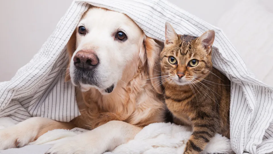 Animais de estimação