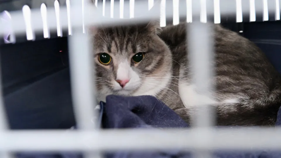 gato, adoção, gatil, canil, animais abandonados