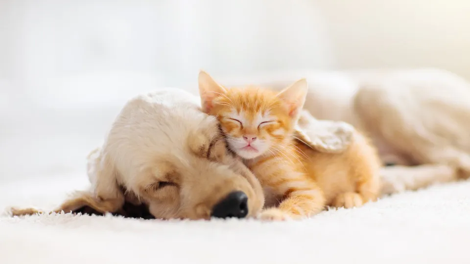 Animais estimação, cão, gato