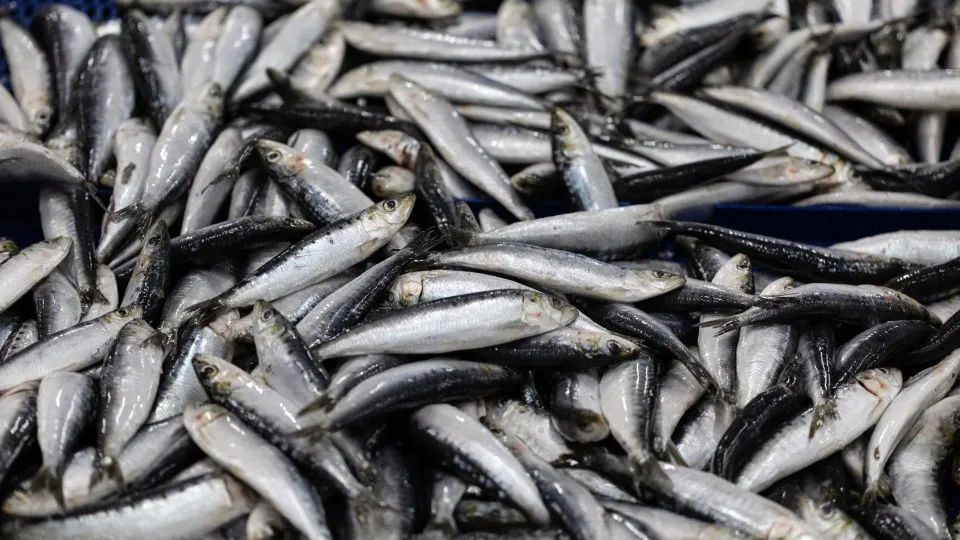 Matosinhos. Irregularidades detetadas em fiscalização à pesca da sardinha