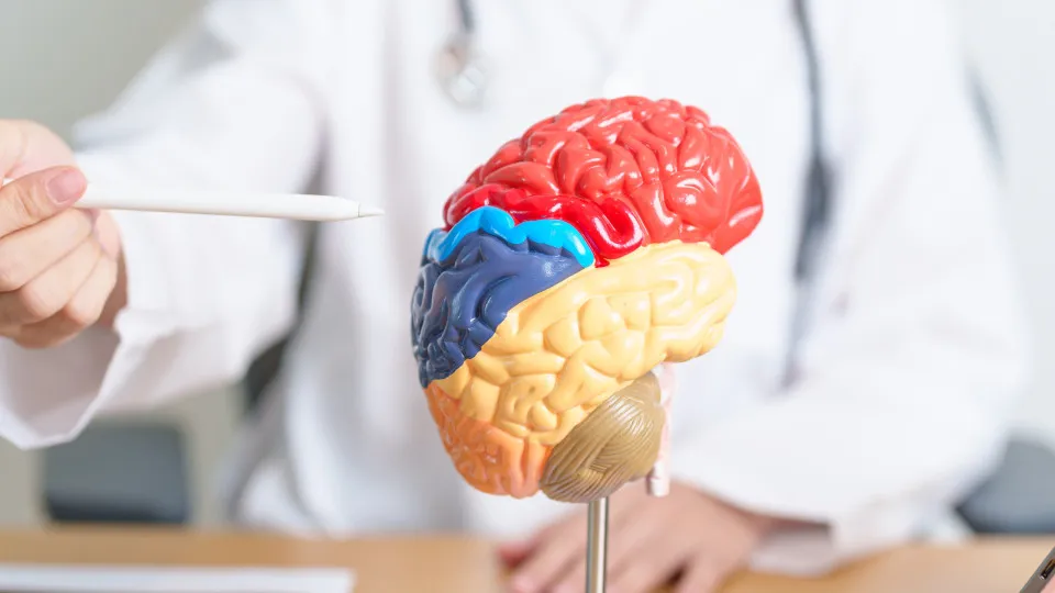 O que uma neurocientista faz para melhorar a saúde do cérebro