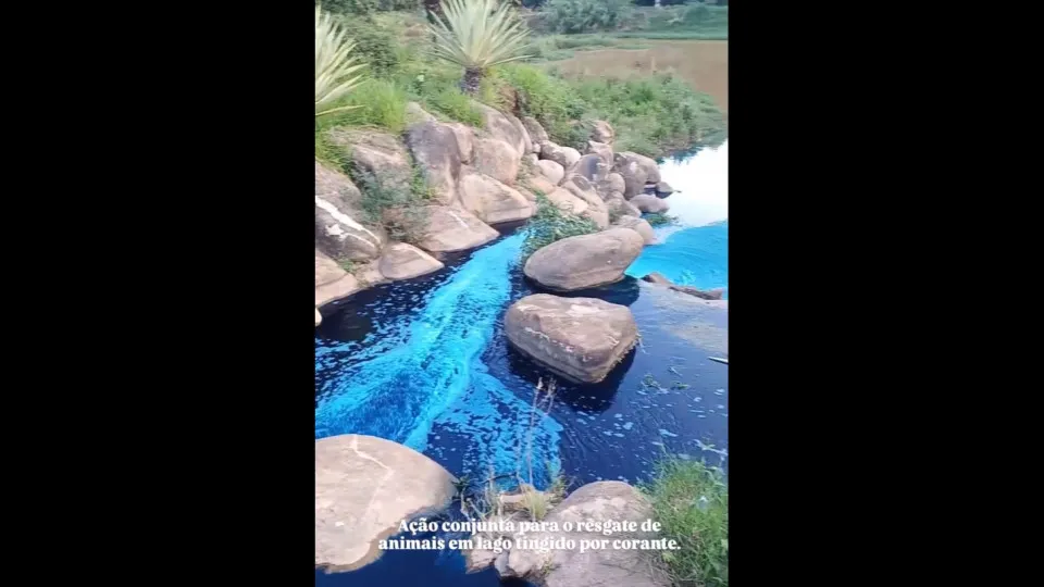Derrame de químicos deixa lago e animais tingidos de azul no Brasil