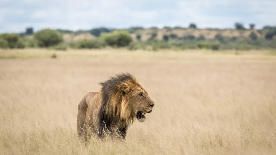 leão, selva, leão animal