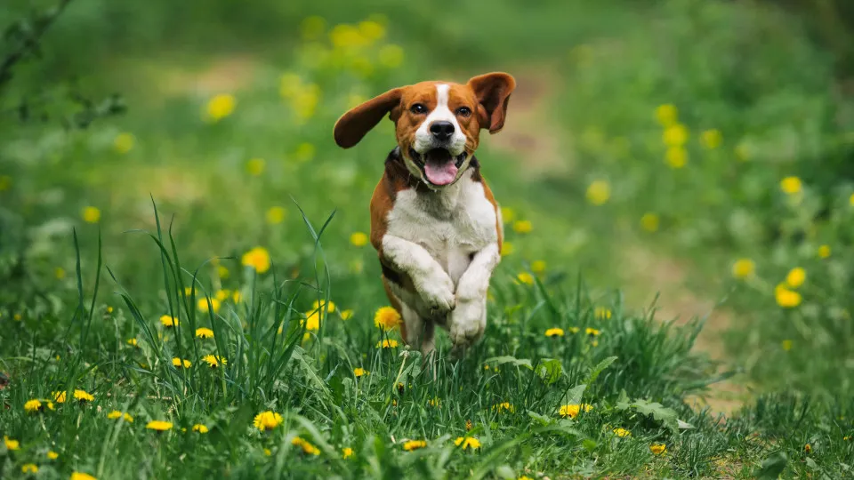 cão feliz