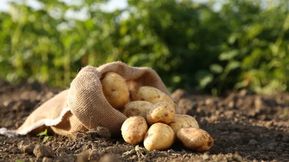 batatas; campo; jardim; cultivar