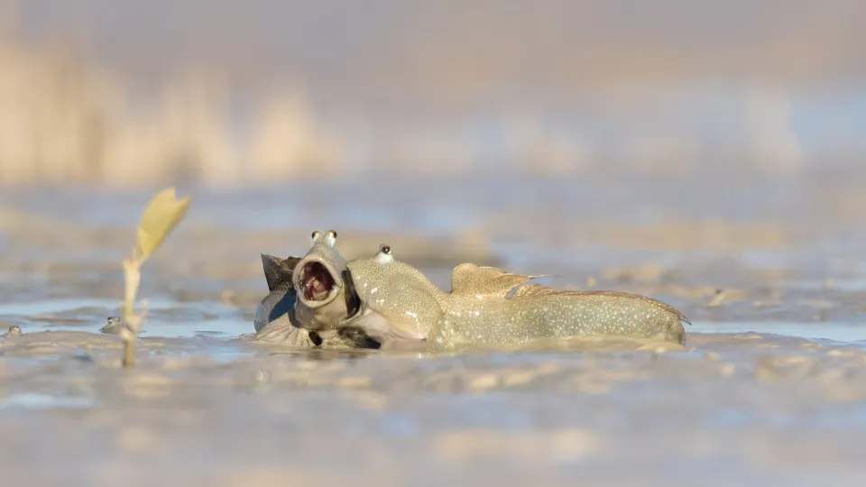 Laugh like no-one is watching/Nikon Comedy Wildlife Awards