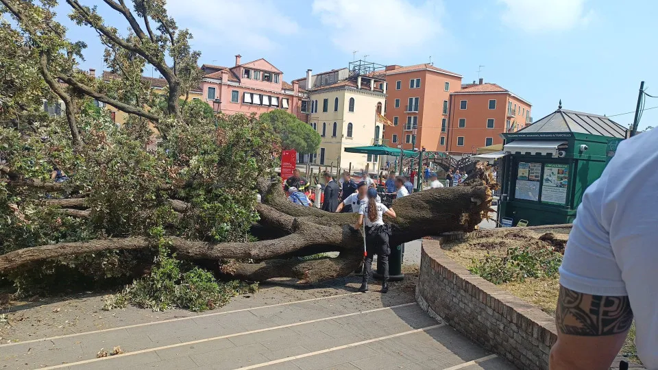 veneza, queda de árvore