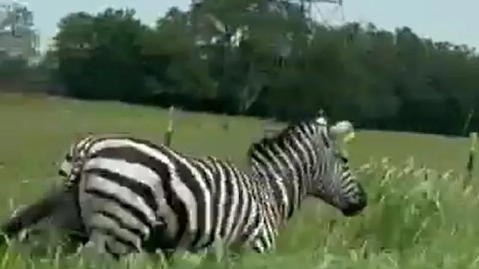 Zebra, Estados Unidos