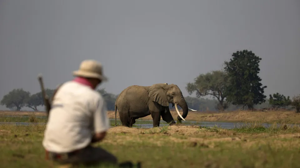 elefante zambabué
