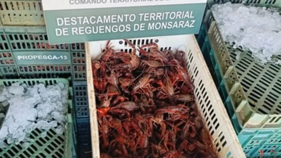 lagostim-vermelho-do-Louisiana