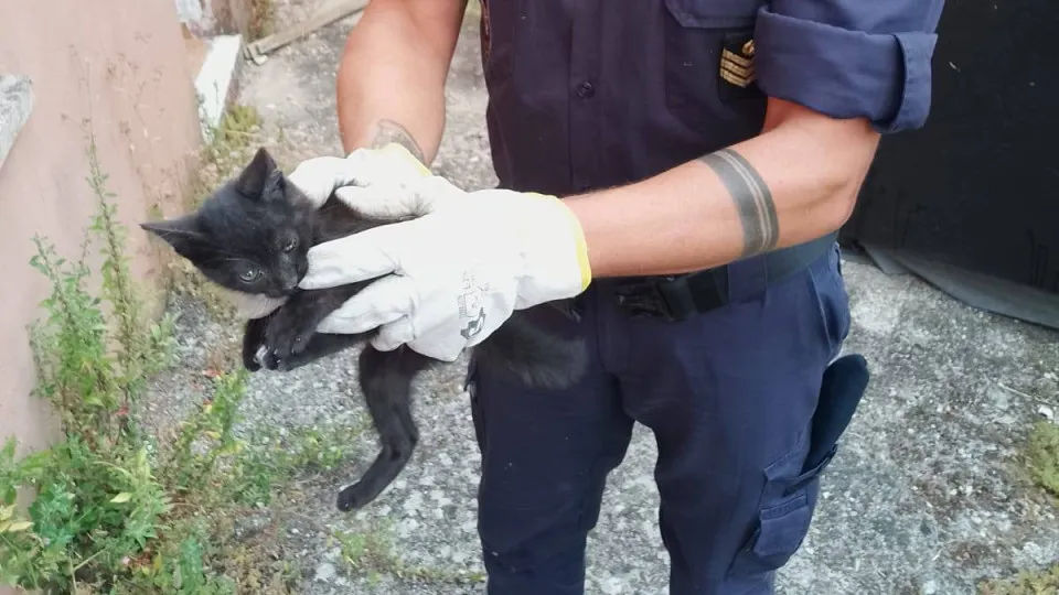 Gato resgatado