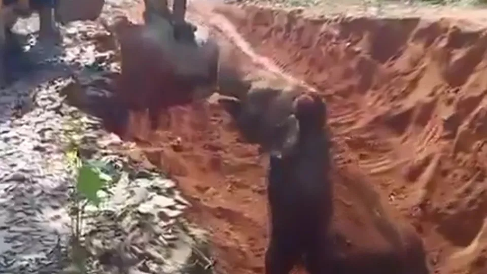 elefante bebé