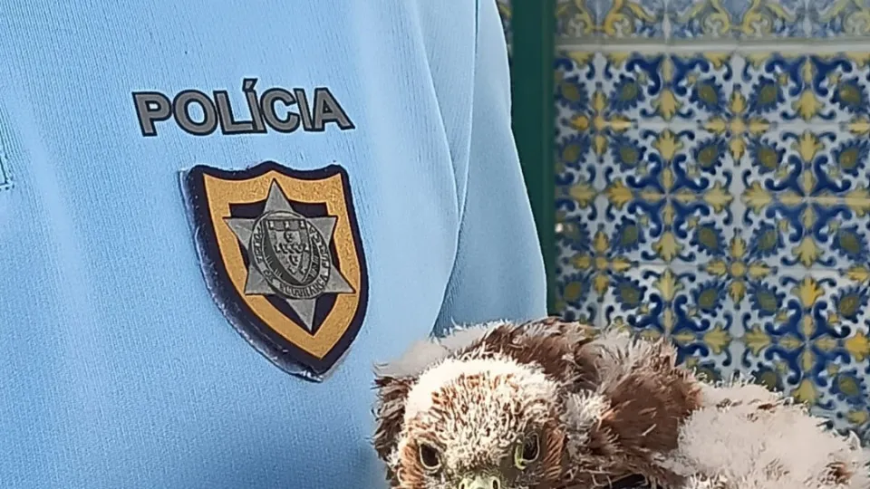 Falcão peneireiro-vulgar