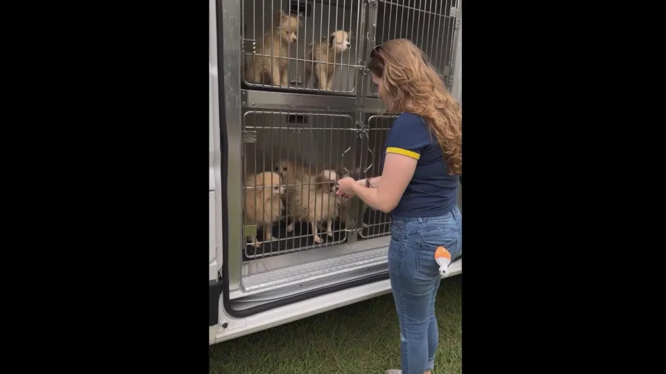 "Imundos". Mais de 100 cães resgatados de casa na Carolina do Norte