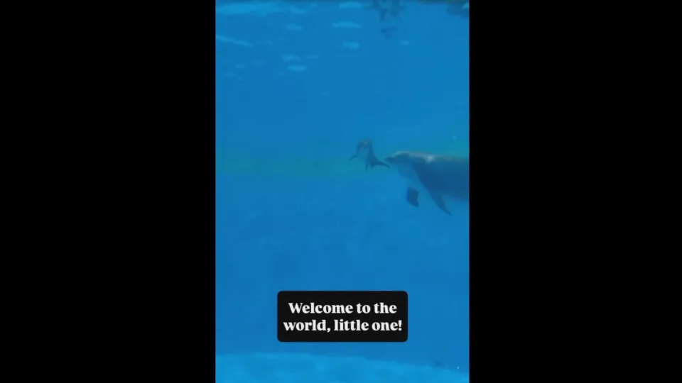 Há um novo golfinho no zoo de Chicago. Não nasciam crias há 10 anos