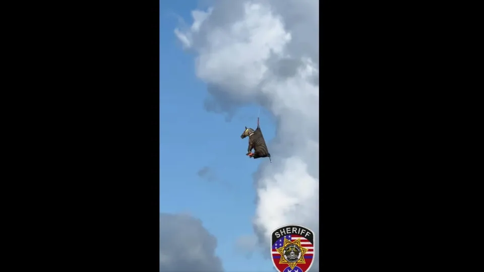 Zebra capturada após oito dias em fuga no Tennessee. Eis o momento