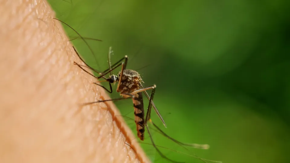 picada mosquito