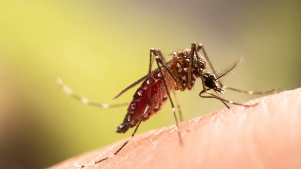 Dengue