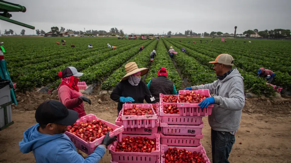 Imigrantes, EUA, Agricultura, 
